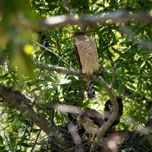 Coopers Hawk family
