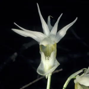 calypso bulbosa occidentalis alba