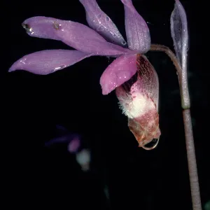 calypso bulbosa occidentalis flower