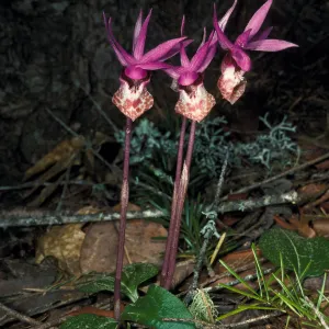 calypso bulbosa occidentalis