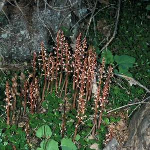 Corallorhiza maculata habitat