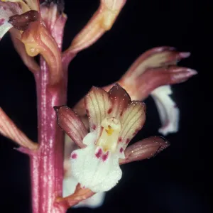 Corallorhiza maculata