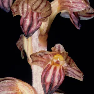 Corallorhiza striata close