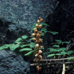 Corallorhiza striata