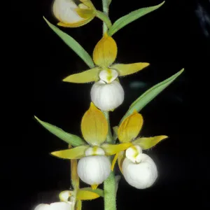 Cypripedium californicum