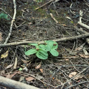 Cypripedium fasciculatum habitat
