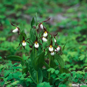 Cypripedium fasciculatum habitat