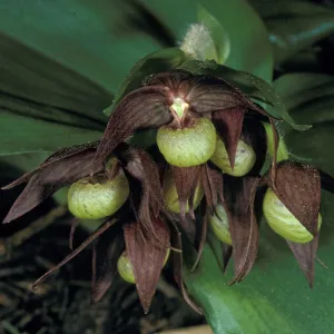 Cypripedium fasciculatum