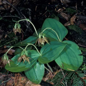 Cypripedium fasciculatum