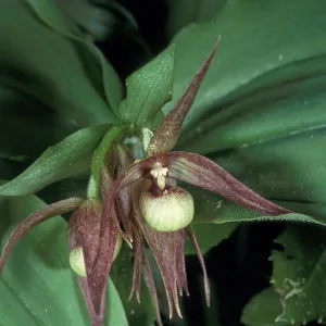 Cypripedium fasciculatum