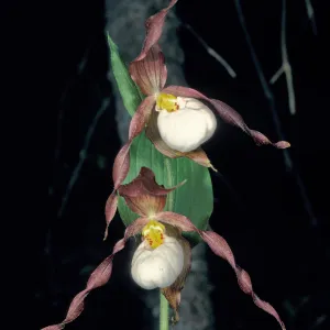 Cypripedium montanum