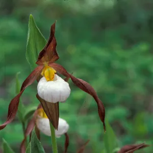 Cypripedium montanum