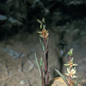 Epipactis â€˜serpentine night'