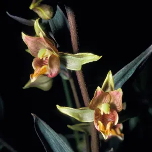 Epipactis â€˜serpentine night' close-up