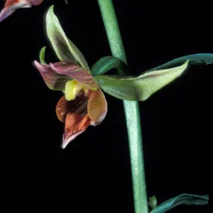 Epipactis gigantea