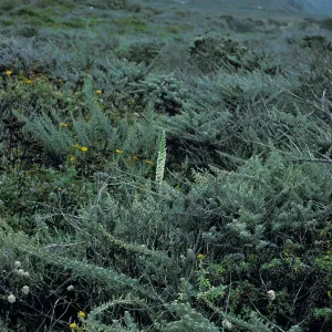 Piperia elegans