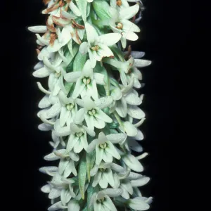 Piperia elegans