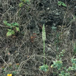 Piperia elegans