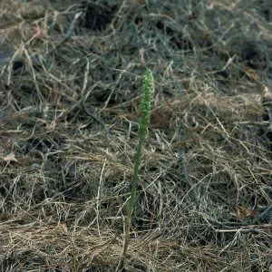Piperia michaelii