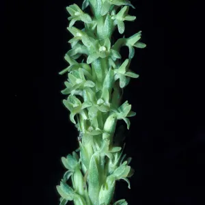 Piperia michaui / michaelii