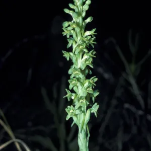 Piperia michaui / michaelii