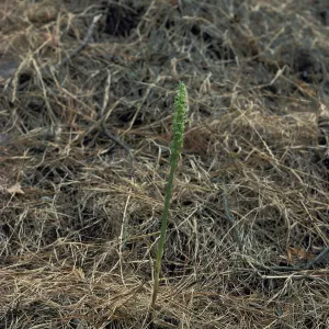 Piperia michaui / michaelii