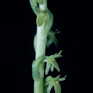 Piperia unacaulescens / unalascensis