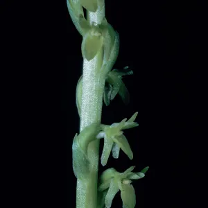Piperia unalascensis