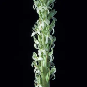 Piperia yadonii