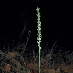 Piperia yadonii
