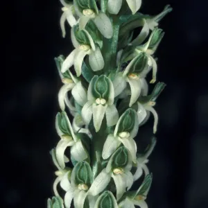 Piperia yadonii