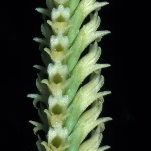 Spiranthes porrifolia