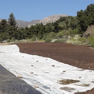 Meadow Revival Project, black versus white plastic mulch test