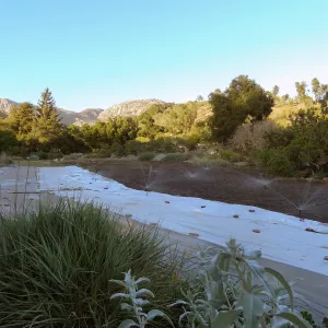 Meadow Revival Project, black versus white plastic mulch test