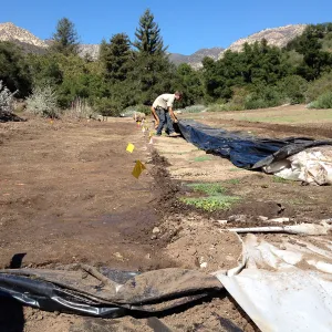 Meadow Revival Project, black versus white plastic mulch test, removing plastic