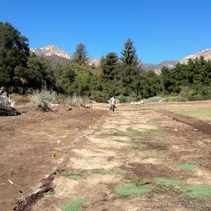 Meadow Revival Project, black versus white plastic mulch test, after plastic removal