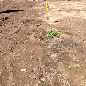 Meadow Revival Project, black versus white plastic mulch test, after plastic removal, weeds that grew under white plastic