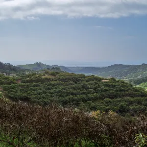 Winchester Canyon After the Gap Fire, emergent vegetative growth