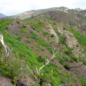 Winchester Canyon After the Gap Fire, emergent vegetative growth