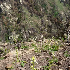 Winchester Canyon After the Gap Fire, emergent vegetative growth