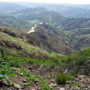 Winchester Canyon After the Gap Fire, emergent vegetative growth
