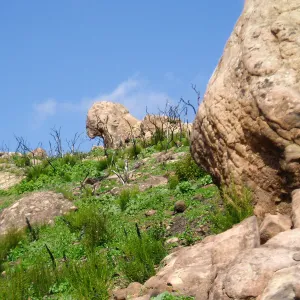 Winchester Canyon After the Gap Fire, emergent vegetative growth