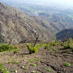 Winchester Canyon After the Gap Fire, emergent vegetative growth
