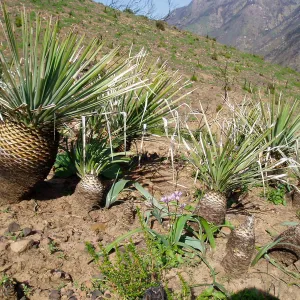 Winchester Canyon After the Gap Fire, emergent vegetative growth