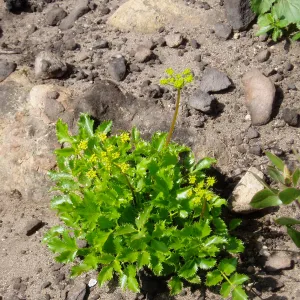 Winchester Canyon After the Gap Fire, emergent vegetative growth