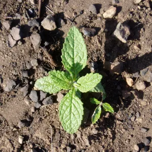 Winchester Canyon After the Gap Fire, emergent vegetative growth