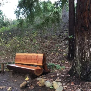 New Redwood bench, Connie Harvie bench
