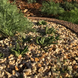 Dudleya nesiotica, Island View Garden