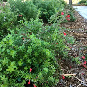 Gambelia speciosa at the Pritzlaff Conservation Center