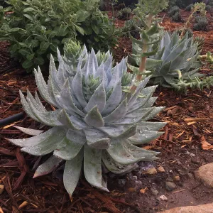 Dudleya brittonii, Island View Garden